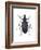 Darkling Beetle (Alobates Pennsylvanica), Insects-Encyclopaedia Britannica-Framed Art Print