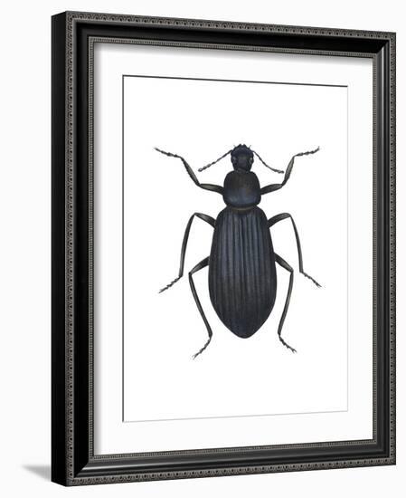 Darkling Beetle (Alobates Pennsylvanica), Insects-Encyclopaedia Britannica-Framed Art Print