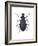 Darkling Beetle (Alobates Pennsylvanica), Insects-Encyclopaedia Britannica-Framed Art Print