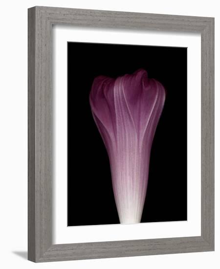 Darkness E1 - Purple Morning Glory Opening-Doris Mitsch-Framed Photographic Print