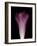 Darkness E1 - Purple Morning Glory Opening-Doris Mitsch-Framed Photographic Print