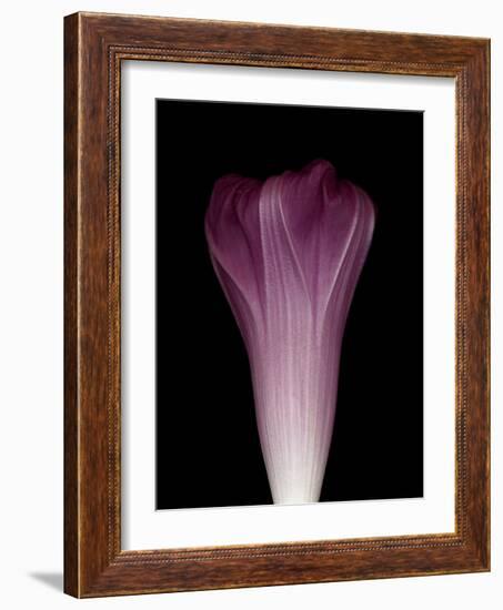 Darkness E1 - Purple Morning Glory Opening-Doris Mitsch-Framed Photographic Print