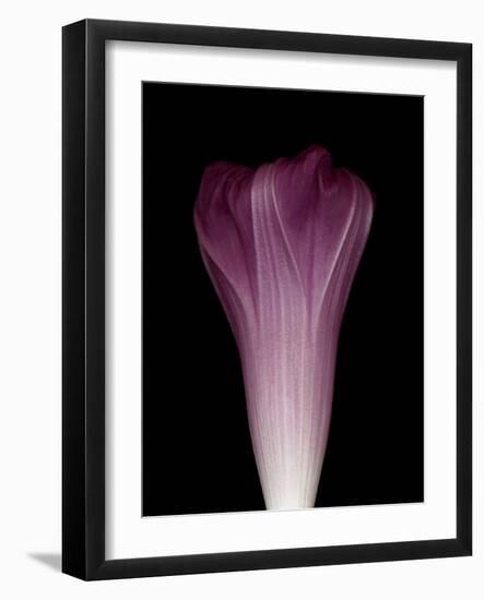 Darkness E1 - Purple Morning Glory Opening-Doris Mitsch-Framed Photographic Print