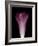 Darkness E1 - Purple Morning Glory Opening-Doris Mitsch-Framed Photographic Print