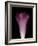 Darkness E1 - Purple Morning Glory Opening-Doris Mitsch-Framed Photographic Print