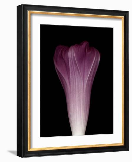 Darkness E1 - Purple Morning Glory Opening-Doris Mitsch-Framed Photographic Print