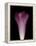 Darkness E1 - Purple Morning Glory Opening-Doris Mitsch-Framed Premier Image Canvas