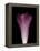 Darkness E1 - Purple Morning Glory Opening-Doris Mitsch-Framed Premier Image Canvas