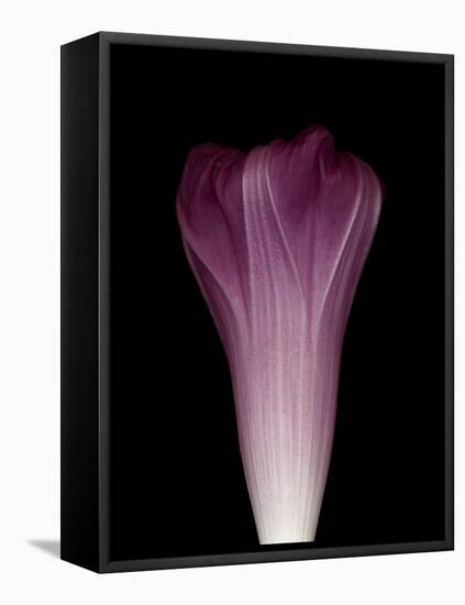 Darkness E1 - Purple Morning Glory Opening-Doris Mitsch-Framed Premier Image Canvas