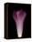 Darkness E1 - Purple Morning Glory Opening-Doris Mitsch-Framed Premier Image Canvas