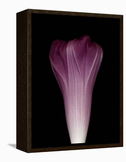 Darkness E1 - Purple Morning Glory Opening-Doris Mitsch-Framed Premier Image Canvas