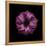 Darkness E3 - Purple Morning Glory Bud-Doris Mitsch-Framed Premier Image Canvas