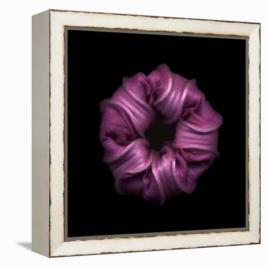 Darkness E3 - Purple Morning Glory Bud-Doris Mitsch-Framed Premier Image Canvas