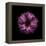 Darkness E3 - Purple Morning Glory Bud-Doris Mitsch-Framed Premier Image Canvas