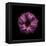 Darkness E3 - Purple Morning Glory Bud-Doris Mitsch-Framed Premier Image Canvas