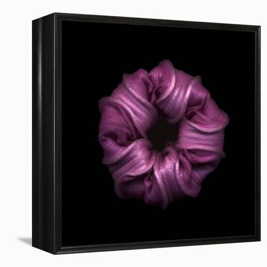 Darkness E3 - Purple Morning Glory Bud-Doris Mitsch-Framed Premier Image Canvas