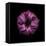 Darkness E3 - Purple Morning Glory Bud-Doris Mitsch-Framed Premier Image Canvas