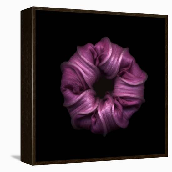 Darkness E3 - Purple Morning Glory Bud-Doris Mitsch-Framed Premier Image Canvas