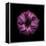 Darkness E3 - Purple Morning Glory Bud-Doris Mitsch-Framed Premier Image Canvas