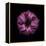 Darkness E3 - Purple Morning Glory Bud-Doris Mitsch-Framed Premier Image Canvas