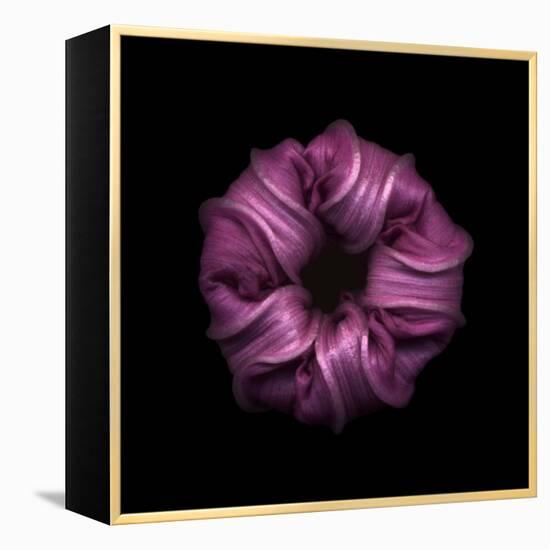 Darkness E3 - Purple Morning Glory Bud-Doris Mitsch-Framed Premier Image Canvas