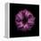 Darkness E3 - Purple Morning Glory Bud-Doris Mitsch-Framed Premier Image Canvas