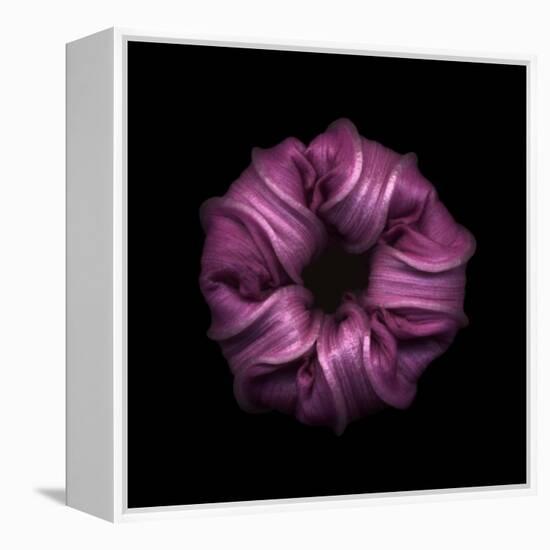 Darkness E3 - Purple Morning Glory Bud-Doris Mitsch-Framed Premier Image Canvas