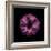 Darkness E3 - Purple Morning Glory Bud-Doris Mitsch-Framed Photographic Print