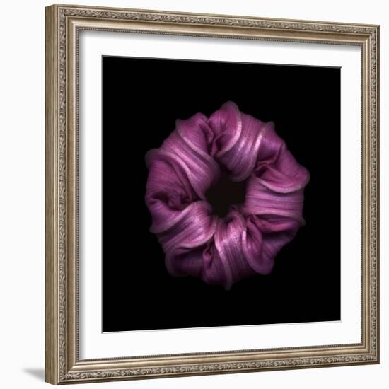 Darkness E3 - Purple Morning Glory Bud-Doris Mitsch-Framed Photographic Print