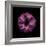 Darkness E3 - Purple Morning Glory Bud-Doris Mitsch-Framed Photographic Print