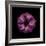 Darkness E3 - Purple Morning Glory Bud-Doris Mitsch-Framed Photographic Print