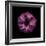 Darkness E3 - Purple Morning Glory Bud-Doris Mitsch-Framed Photographic Print