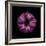 Darkness E3 - Purple Morning Glory Bud-Doris Mitsch-Framed Photographic Print