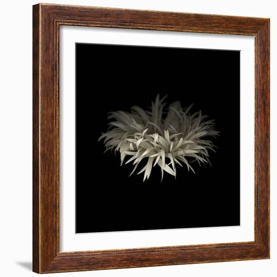 Darkness G5: Gerbera Daisy-Doris Mitsch-Framed Photographic Print