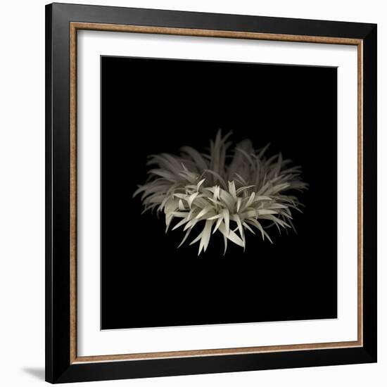 Darkness G5: Gerbera Daisy-Doris Mitsch-Framed Photographic Print