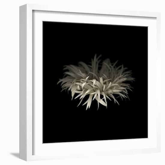 Darkness G5: Gerbera Daisy-Doris Mitsch-Framed Photographic Print