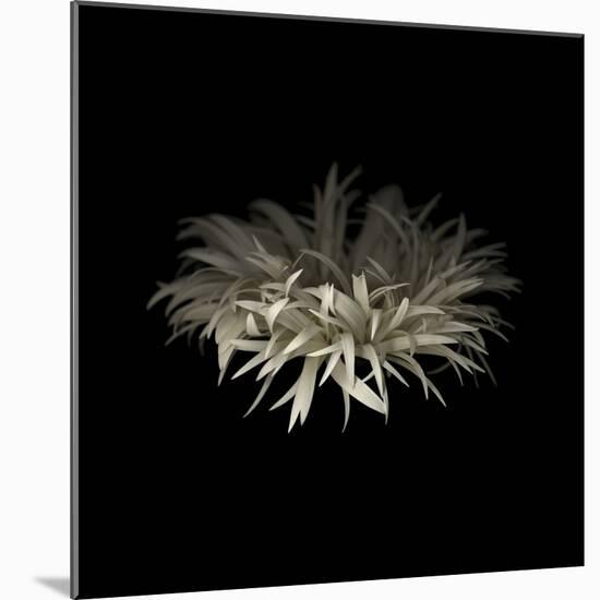 Darkness G5: Gerbera Daisy-Doris Mitsch-Mounted Photographic Print