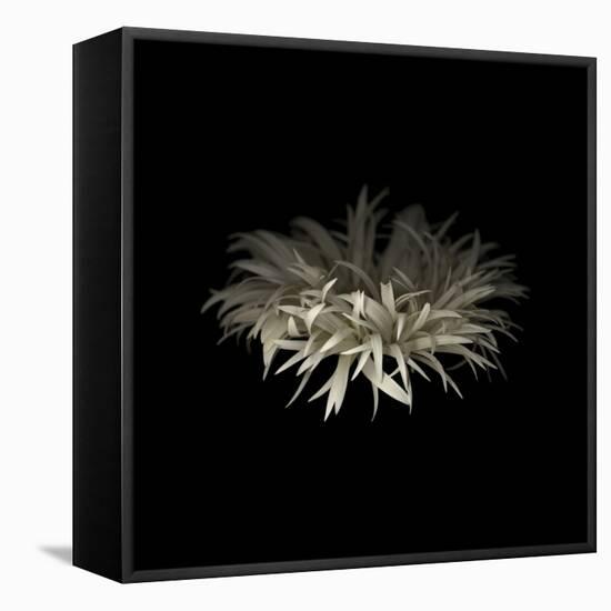 Darkness G5: Gerbera Daisy-Doris Mitsch-Framed Premier Image Canvas