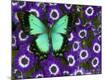 Premium Photographic Print