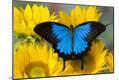 Premium Photographic Print