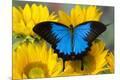 Premium Photographic Print