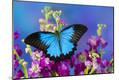 Premium Photographic Print