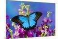 Premium Photographic Print