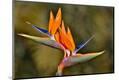 Premium Photographic Print