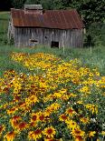 Elkmount Area, Great Smoky Mountains National Park, Tennessee, USA-Darrell Gulin-Photographic Print