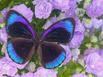 Mountain Blue Swallowtail of Australia, Papilio Ulysses-Darrell Gulin-Photographic Print