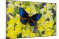Photographic Print