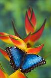 Blue and Black Butterfly on Lavender Flowers, Sammamish, Washington, USA-Darrell Gulin-Photographic Print