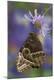 Premium Photographic Print