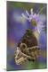 Premium Photographic Print